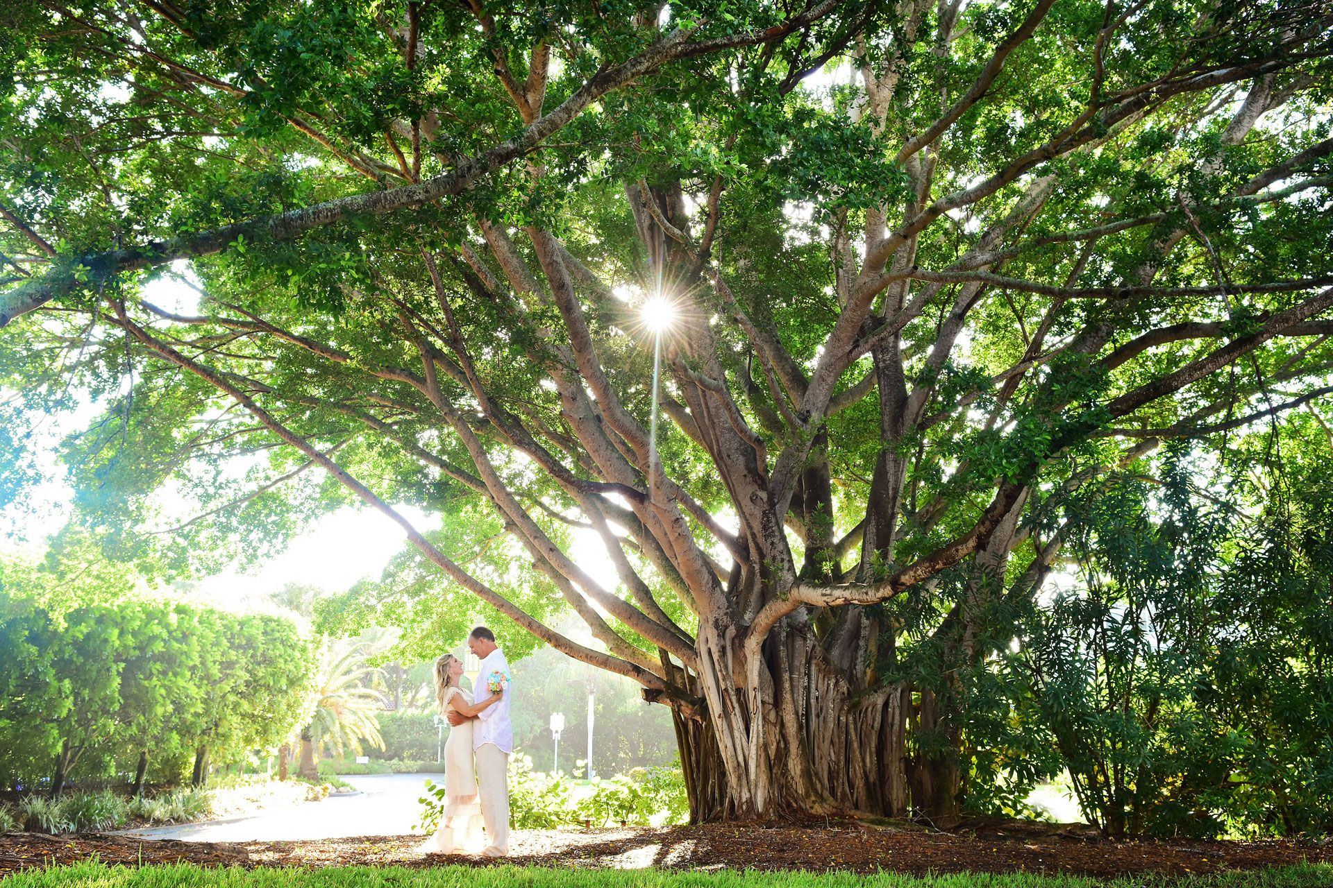 bride and groom embracing under large banyan tree